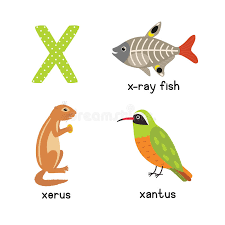 Trying to find a food for every letter of the alphabet? Cute Animal Zoo Alphabet Letter X For X Ray Fish Xantus Xerus Stock Illustration Illustration Of Collection Clip 92548508
