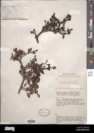 Image result for Viscum tuberculatum