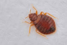 How long does it take to get rid of bed bugs? Bed Bugs Types Facts And How To Identify Bed Bug Treatment Holder S Pest Solutions
