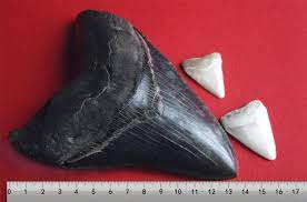 The great white shark (carcharodon carcharias) is a species of shark. Datei Megalodon Tooth With Great White Sharks Teeth 3 2 Jpg Wikipedia