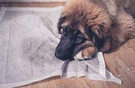 Diabetes Insipidus In Dogs Symptoms Causes And Treatment