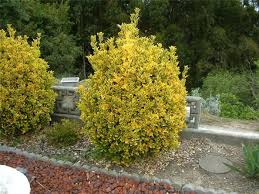 Image result for Ozoroa marginata