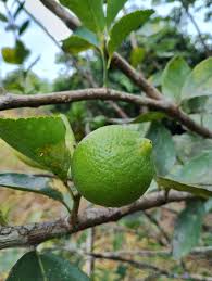 Image result for Citrus × aurantiifolia
