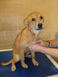 Saving Cassidy A Foster Tail Doggies Labrador Retriever Dogs Labrador