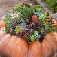 Pumpkin - Succulent Centerpiece DIY Class event image