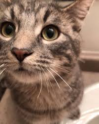 Ready For My Closeup Cutecats Cute Greytiger Greytigercat Model Handsome Handsomecats Handsomeboy Adorable Resim