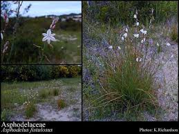 Image result for Asphodelaceae
