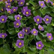 Image result for Exacum