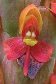 Image result for Orthochilus mechowii