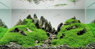 Karbondioksida merupakan faktor yang amat penting dalam pemeliharaan aquascape. Cara Membuat Aquascape Untuk Pemula Dengan Biaya Murah