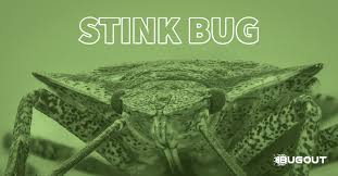 Ready to find a solution to your pest problem? Bug Out Service 7710 Juniper Rd Ocala Fl 34480 Yp Com