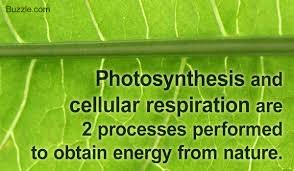 All You Need To Know About Photosynthesis And Cellular