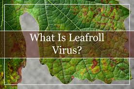 Image result for Grapevine leafroll virus
