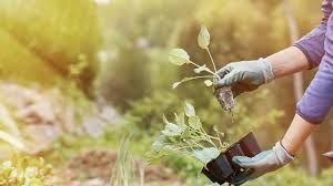 Check spelling or type a new query. How Often Should I Water My Garden Chadwicks Building Plumbing Hire Diy