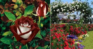 The flowers, which appear in clusters, are coral in color, with yellow centers; 17 Different Types Of Roses Best Rose Varieties Balcony Garden Web