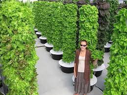 Indoor Gardening Urban Farming Tower Garden Urban Gardening Hydroponic Gardening Hous In 2020 Vertical Vegetable Gardens Vertical Vegetable Garden Hydroponic Gardening