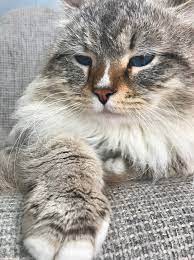 It is unlikely that you will find one in a shelter or through a rescue group, but it doesn't hurt to look. Siberian Cats Seattle Moubani Cats Home Facebook