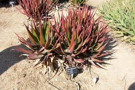 Image result for Aloe carnea