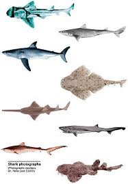 tipus de taurons animals shark art