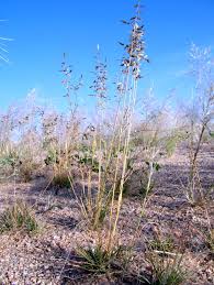 Image result for Eragrostis nindensis