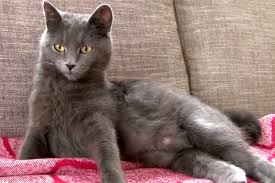 However, she will go out of heat within three days of becoming pregnant, and her behavior will go back to normal. How Do You Know If Your Cat Is Expecting 8 Signs To Watch Traveling With Your Cat