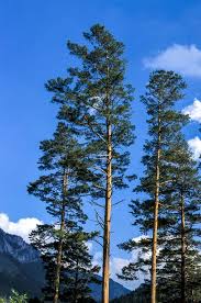 60 Different Types Of Trees Names Photos And More Deciduous trees' leaves change color in autumn and then fall off, leaving bare branches until spring. 60 different types of trees names