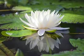 Image result for Nymphaea lotus