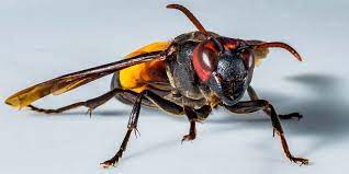 Turning on the vacuum cleaner. How To Get Rid Of Wasps Hornets Around Your Home