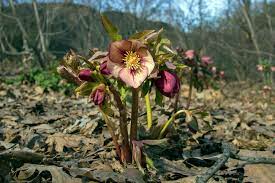 When buds appear, eliminate wilted, spotted or withered leaves. Master Gardener Meet The Lovely Hellebore The Daily World