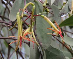 Image result for Agelanthus natalitius