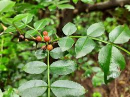 Image result for Zanthoxylum sp. A