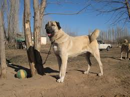 Real giant turkish kangal dogs can be very agressive. 10 Things You Didn T Know About The Kangal Dog