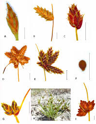 Image result for Ascolepis capensis