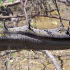 Image result for Commiphora caerulea