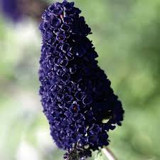 Image result for buddleia davidii