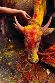 All Creatures Great And Small Steve Mccurry Steve Mc Creatures