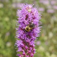 Image result for Pycnostachys reticulata