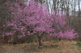 Usually, the flowers and leaves develop at the same time. Cercis Canadensis American Judas Tree American Redbud Eastern Redbud Judas Tree Mexican Redbud Redbud Texas Redbud North Carolina Extension Gardener Plant Toolbox