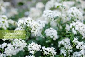 Image result for Ageratinastrum