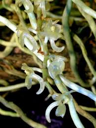 Image result for Tridactyle eggelingii