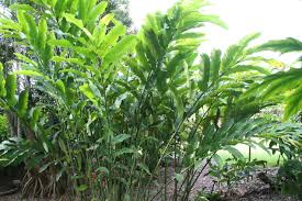 Image result for Etlingera