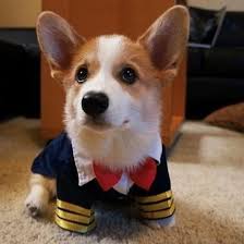 Captain Corgi Pet Dog Or Cat Pilot Fancy Dress Outfit Perfect For Halloween Or Costume Parties Corgi Cute Corgi Animals