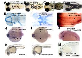 Misexpression Of Soxe Genes Differentially Rescues Nc Sublineage Download Scientific Diagram