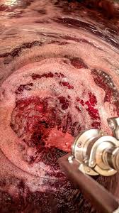 Image result for Dissotis gilgiana