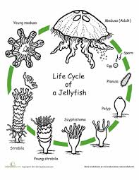 Color The Life Cycle Jellyfish Worksheet Education Com Animal Life Cycles Life Cycles Science Life Cycles