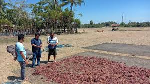 Jika diperhatikan dari kategori, maka rumah adat sulawesi selatan yang satu ini termasuk jenis rumah panggung dengan. Membuka Potensi Industri Rumput Laut Sulawesi Selatan Pair