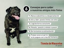 En el día del animal, conocé la historia de wanda, una perra de la policía de tucumán adiestrada en la búsqueda y el rastreo de personas desaparecidas que participó en distintos operativos. Dia Del Animal 6 Claves Para Cuidar A Tu Perro Bariloche Opina