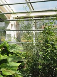 Image result for Gomphocarpus semilunatus