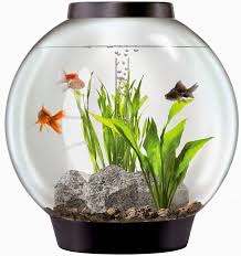 Nah, jika kita ingin menempatkan ikan koi di akuarium, ukuran menjadi hal yang sangat penting untuk dicatat. Harga Aquarium Mini Kaca Bulat Minimalis Dan Berbagai Model