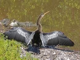 The anhinga is in the darter family, anhingidae, and is closely associated with darters from india, africa and australia. Datei Anhinga Rwd Jpg Wikipedia